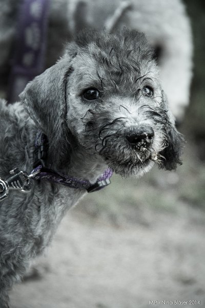 2014-07-13 Cherry etc. Spaziergang-7747.jpg - 11 Wochen / 11 weeks